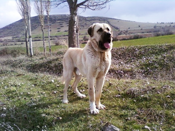 A large Aksaray Malaklısı dog standing in a grassy field with hills and trees in the background, mouth open and tongue out.