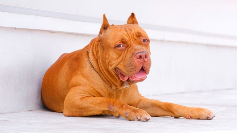 Dog Breeds That Look Like Pit Bulls