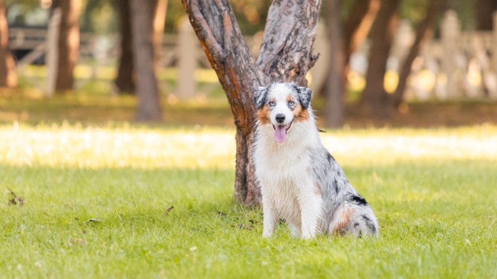 An Australian Shepherd sitting on grass with trees in the background, looking alert and happy.