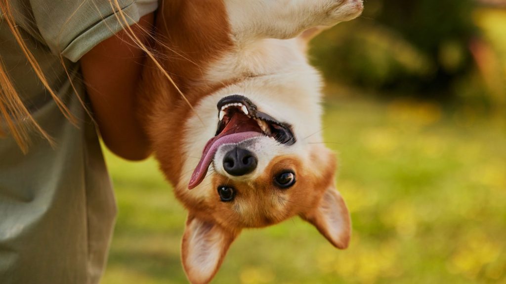 A playful dog being held upside down, looking happy and energetic with its tongue out.