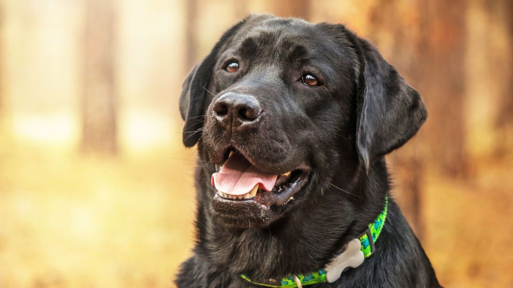 A black Labrador Retriever with a green collar, looking happy and panting outdoors.