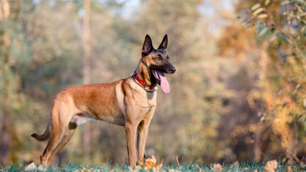 A Belgian Malinois standing outdoors with its tongue out, wearing a red collar, in a park setting.