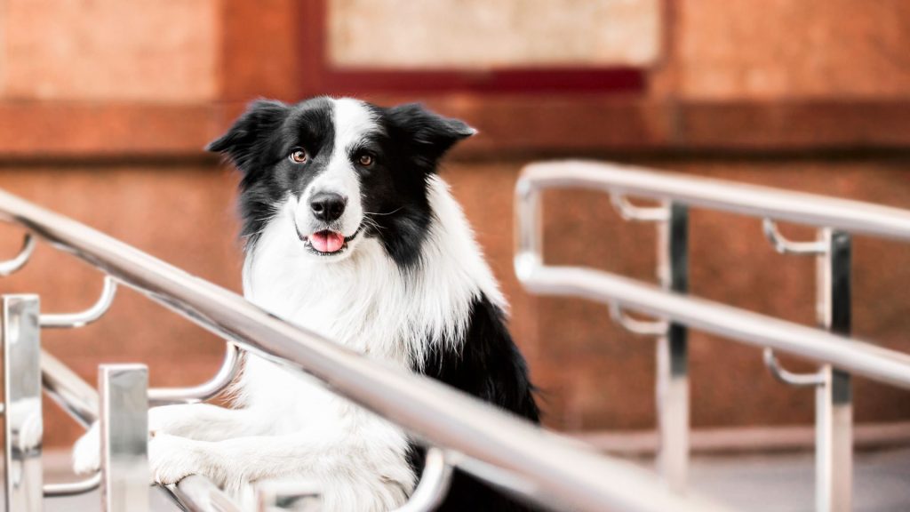 A Border Collie with a black and white coat standing between railings and looking alert.