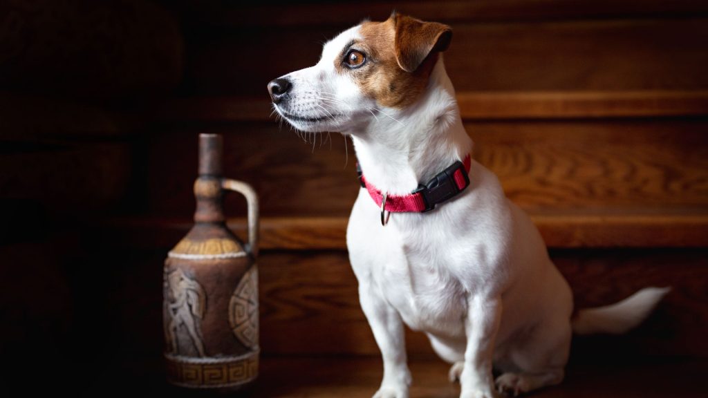 A Jack Russell Terrier sitting on wooden stairs, wearing a red collar, and looking alert.