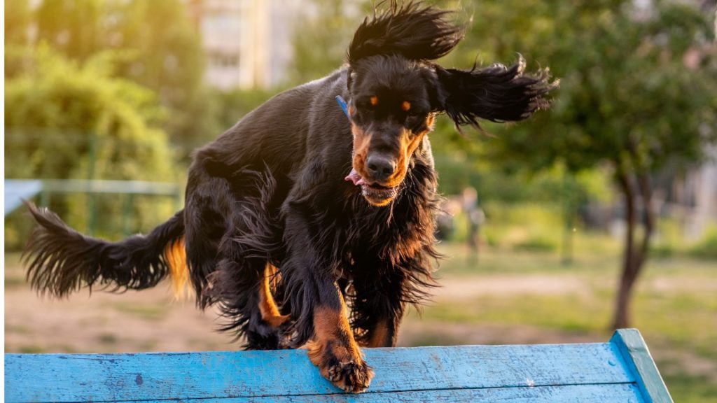 Hyperactive dog breeds