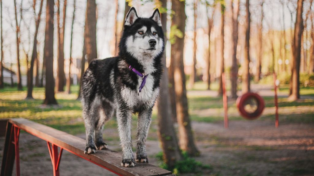 A Siberian Husky standing on a balance beam in a park with trees in the background, looking alert and focused.