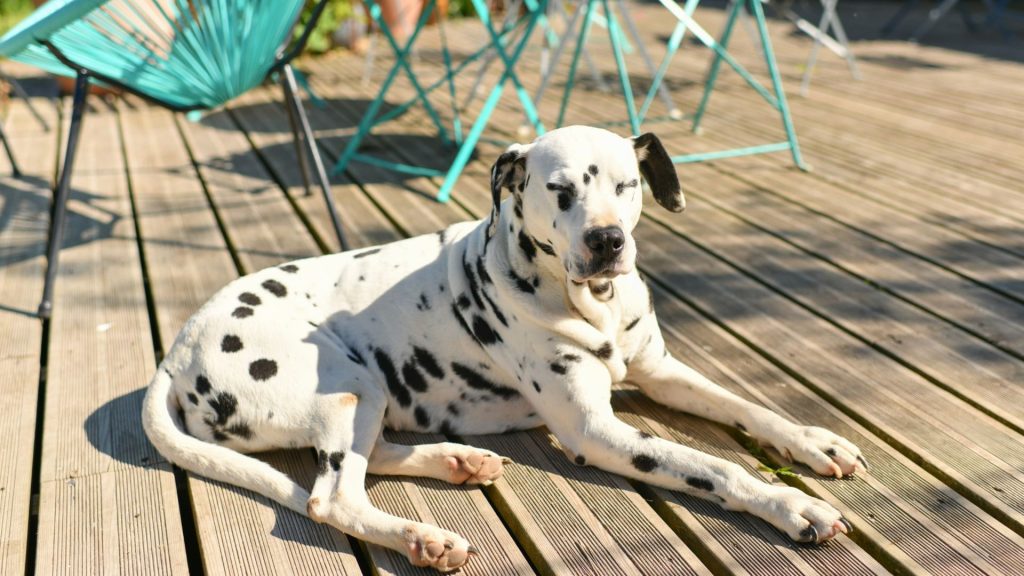 A Dalmatian lying on a wooden deck, enjoying the sunlight, with outdoor furniture in the background.