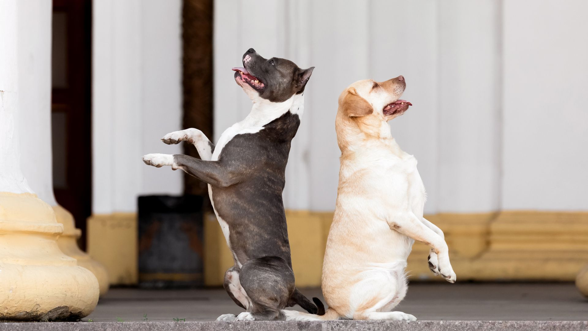 Hyperactive Dog Breeds