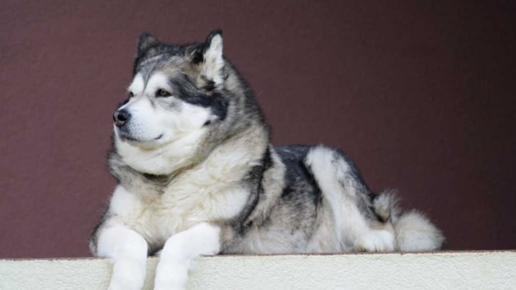 A large, fluffy Alaskan Malamute lying on a ledge, facing to the left with a calm expression.