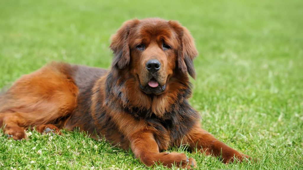 A large, fluffy Tibetan Mastiff lying on green grass, facing the camera with its tongue slightly out.