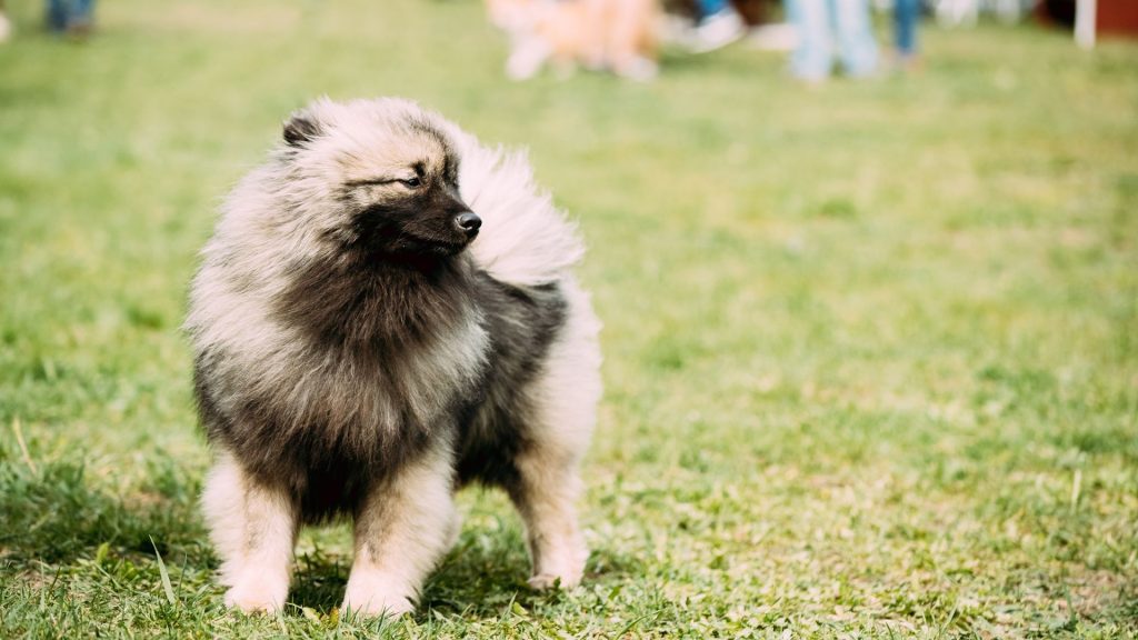 A fluffy Keeshond standing on green grass in an outdoor setting, looking to the side with a content expression.