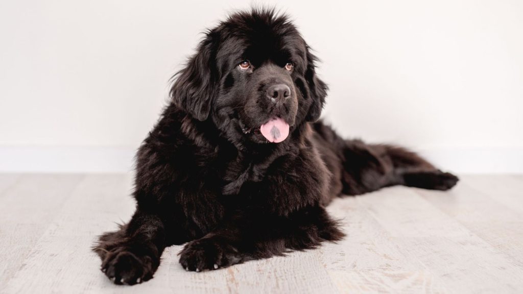 A large, fluffy black Newfoundland dog lying on a light-colored wooden floor, facing the camera with its tongue out.