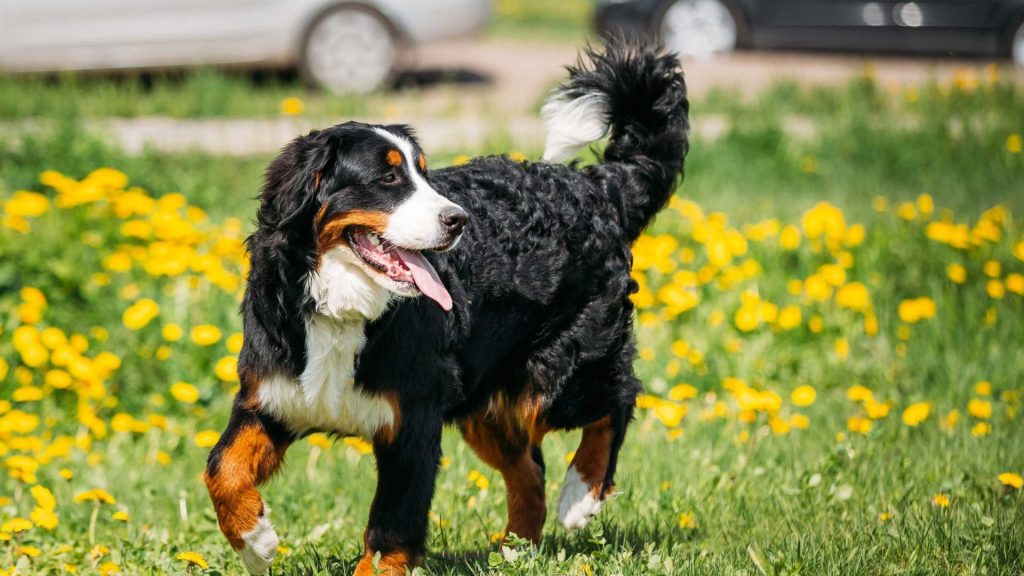 A Bernese Mountain Dog walking on a grassy field with yellow flowers, looking to the side with its tongue out.