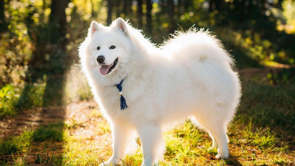 A fluffy white Samoyed dog standing on a sunlit forest path, wearing a blue tassel collar and looking at the camera with a happy expression.