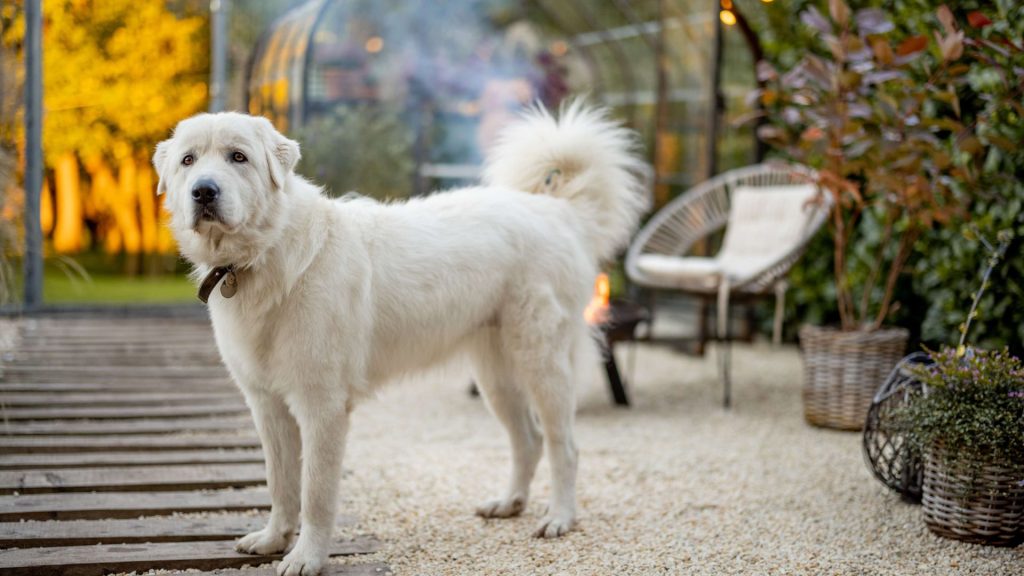 A large, fluffy white Central Asian Shepherd Dog standing on a patio with garden furniture and plants in the background.