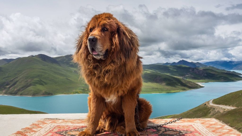 A large, fluffy Tibetan Mastiff sitting on a rug with a scenic backdrop of green mountains and a blue lake under a cloudy sky.