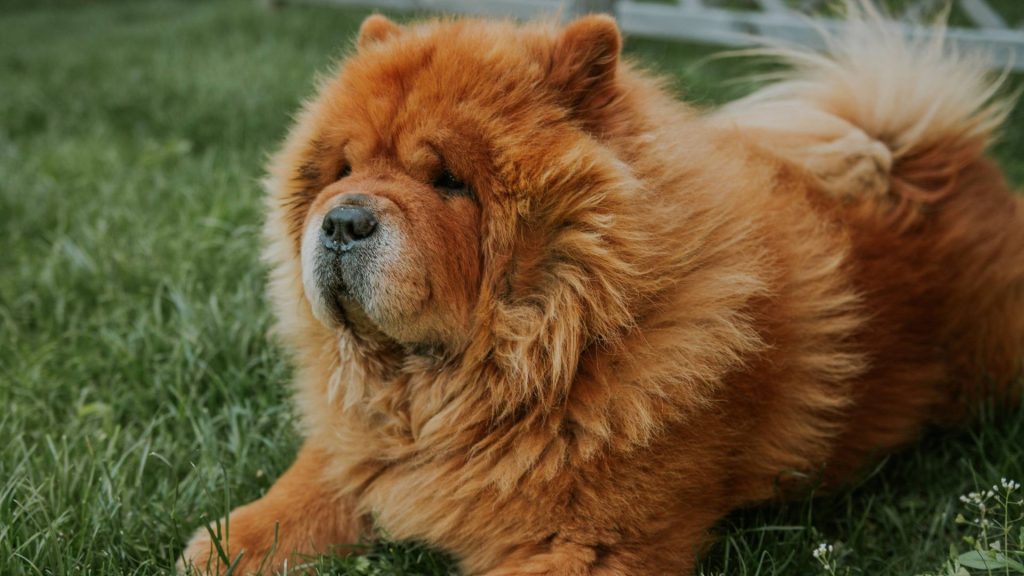 A fluffy Chow Chow with a thick, reddish-brown coat lying on green grass, facing slightly to the side.