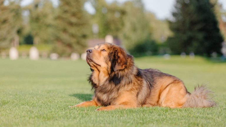 A large, fluffy Tibetan Mastiff lying on green grass in a park, looking up calmly with trees in the background.