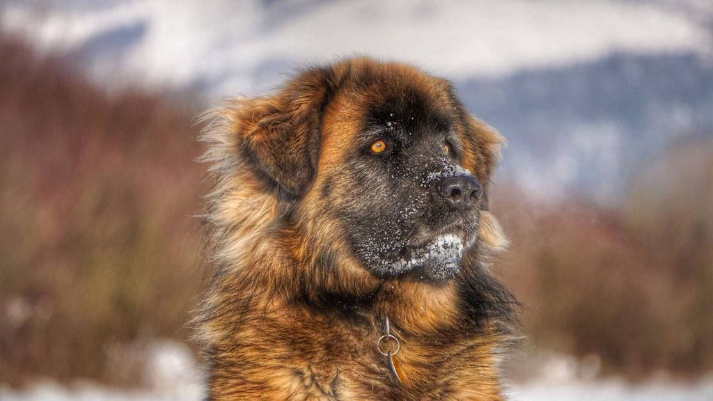 A large, fluffy Leonberger with snow on its face, standing outdoors with a mountainous background.