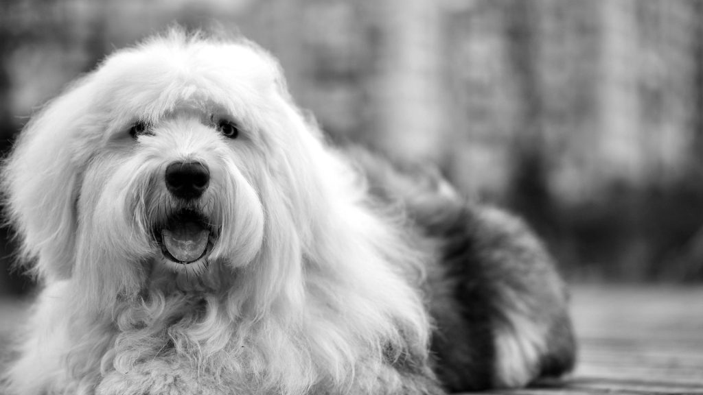 A large, fluffy Old English Sheepdog lying down, with its mouth open and tongue out, captured in black and white.