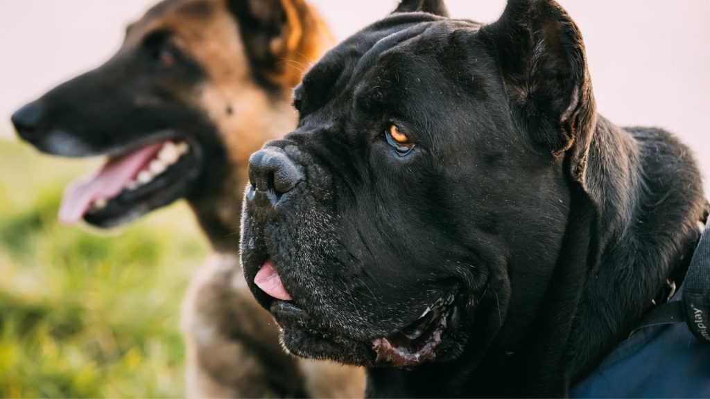 Black dog and brown dog, representing two of the meanest dog breeds, looking alert.