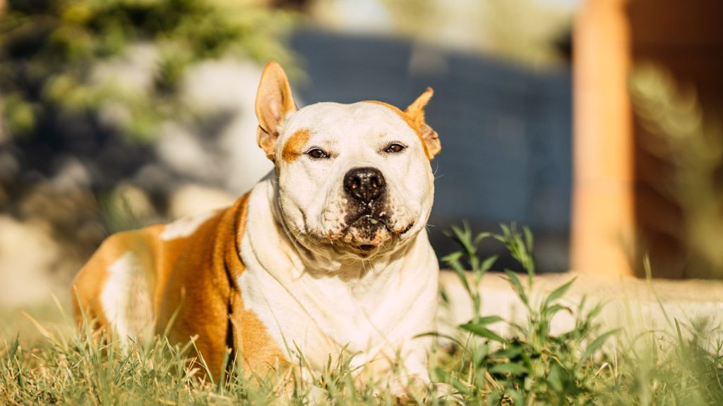 American Pit Bull Terrier lying on grass, representing one of the meanest dog breeds.