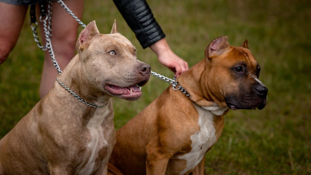 Two Pit Bull Terriers on leashes, highlighting their presence among the meanest dog breeds.