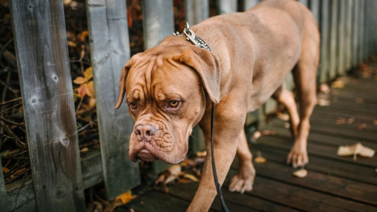 Large brown dog walking on a wooden path, showcasing one of the meanest dog breeds.