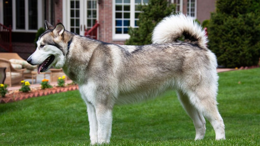 Alaskan Malamute standing on grass, demonstrating its stature among the meanest dog breeds.