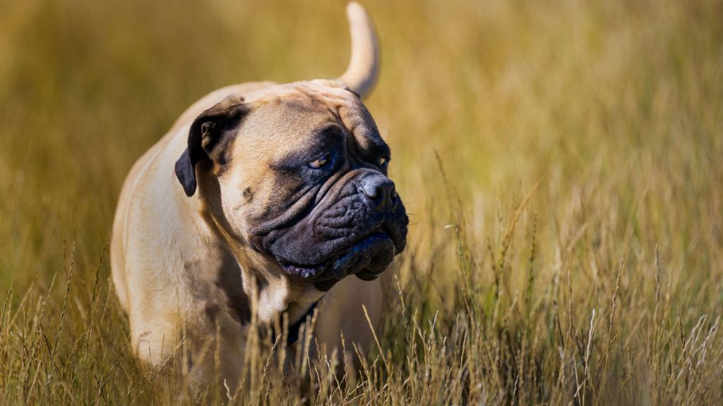 Bullmastiff walking through tall grass, illustrating its presence among the meanest dog breeds.