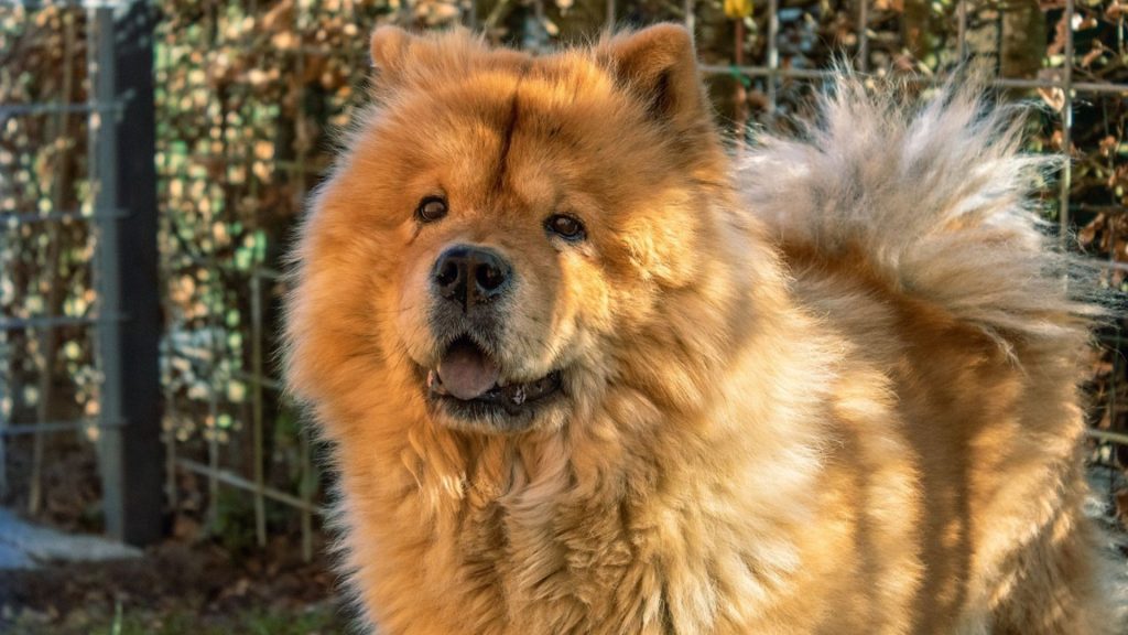 Chow Chow with a thick coat, highlighting its presence among the meanest dog breeds.