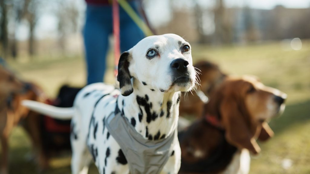 Dalmatian on a leash looking up, representing one of the meanest dog breeds.