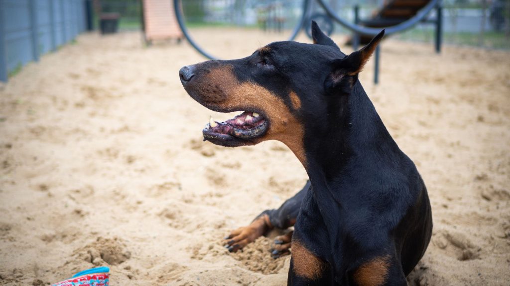 Doberman Pinscher lying on sandy ground, highlighting its presence among the meanest dog breeds.