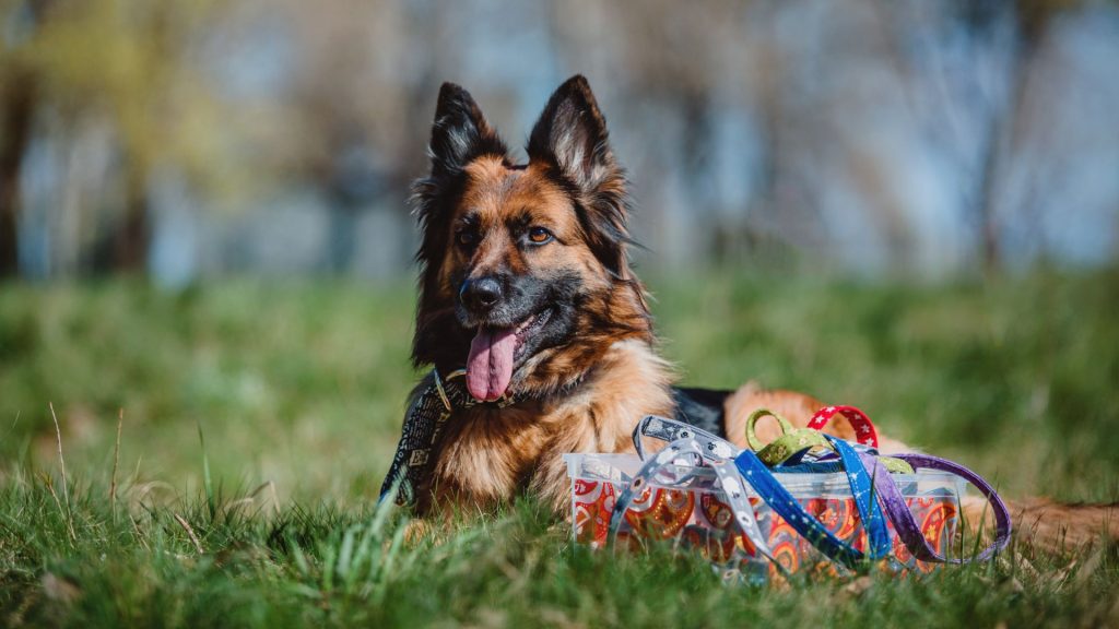 German Shepherd lying on grass with a container of colorful leashes, representing one of the meanest dog breeds.