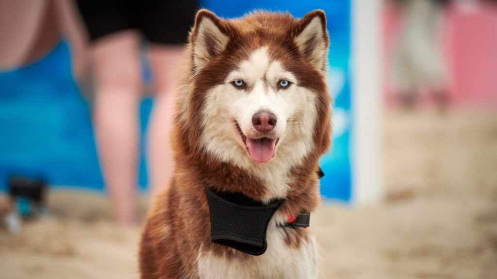 Husky with blue eyes and a harness, representing one of the meanest dog breeds.