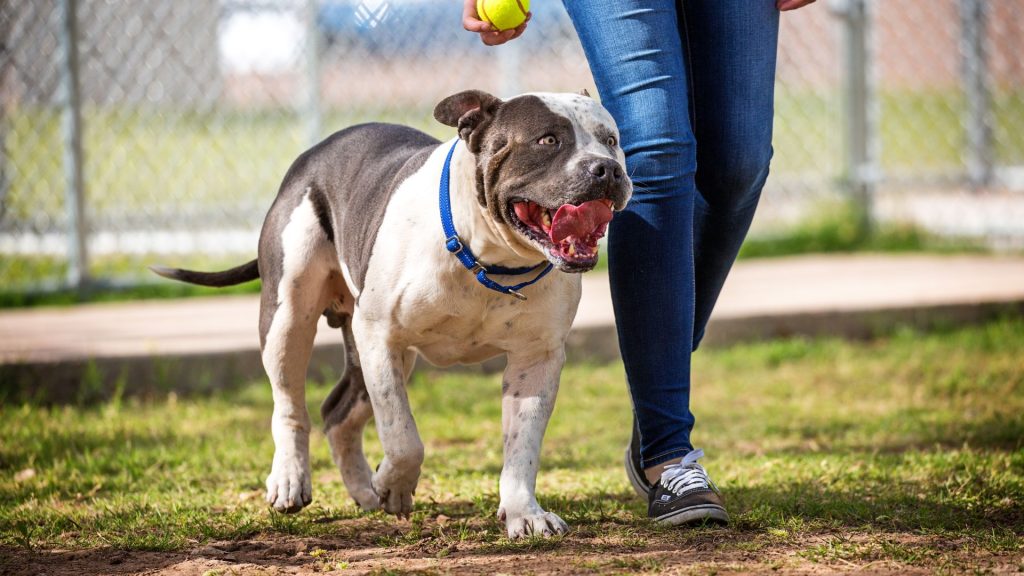 Pit Bull Terrier walking with owner, a breed known for its strength among the meanest dog breeds.