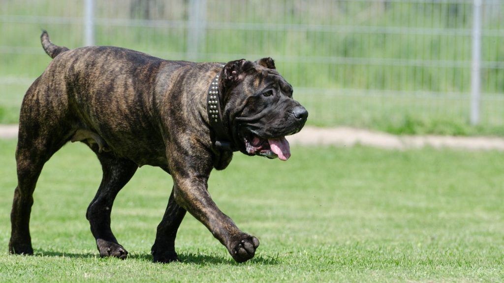 Presa Canario walking on grass, exemplifying its presence among the meanest dog breeds.