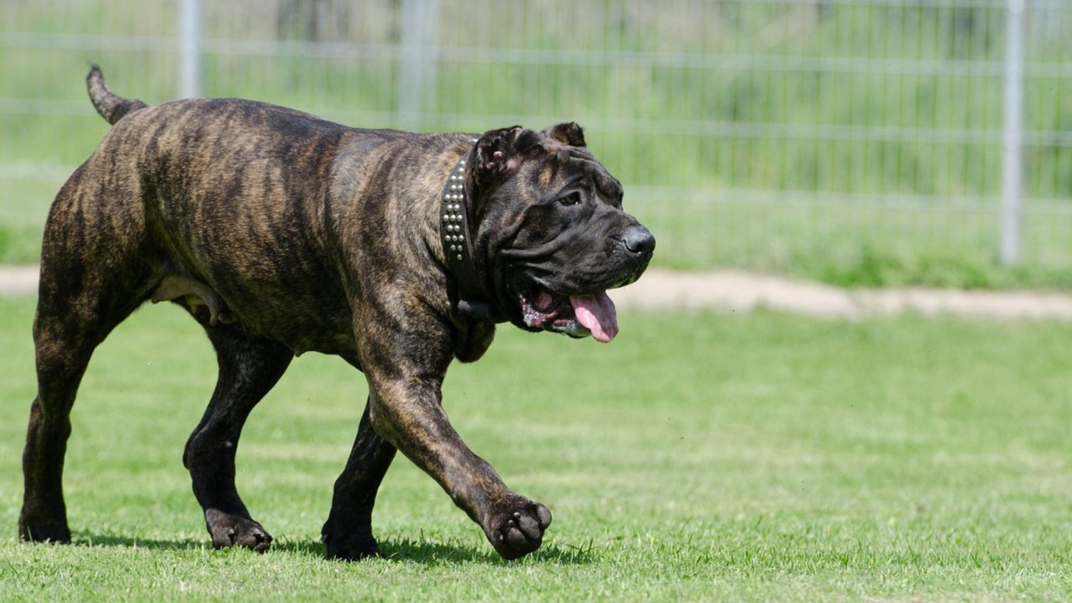 Top 10 Meanest Dog Breeds You Should Be Aware Of - Pet Fleck