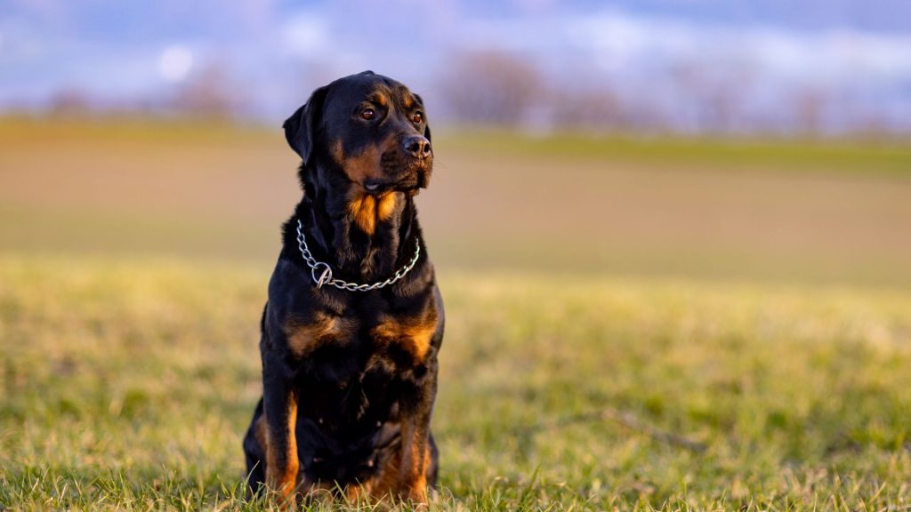 Rottweiler sitting on grass, showcasing its stature among the meanest dog breeds.