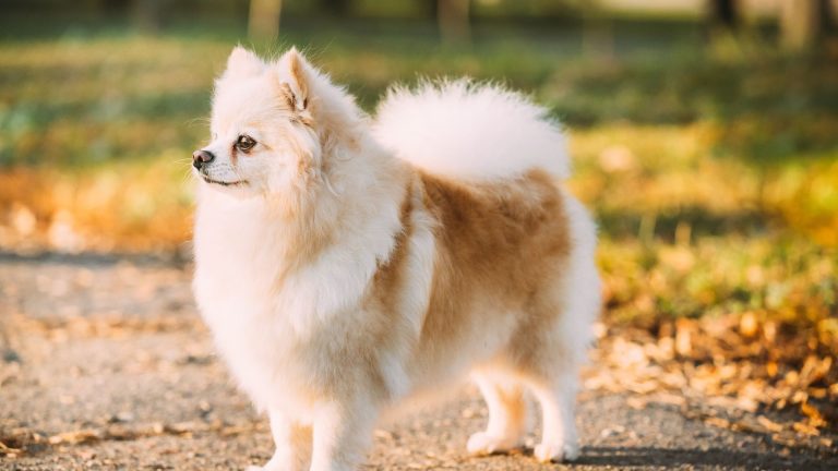 medium fluffy dog breeds