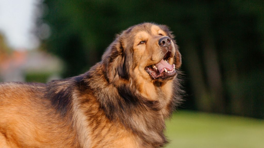 Most Aggressive Dog Breeds