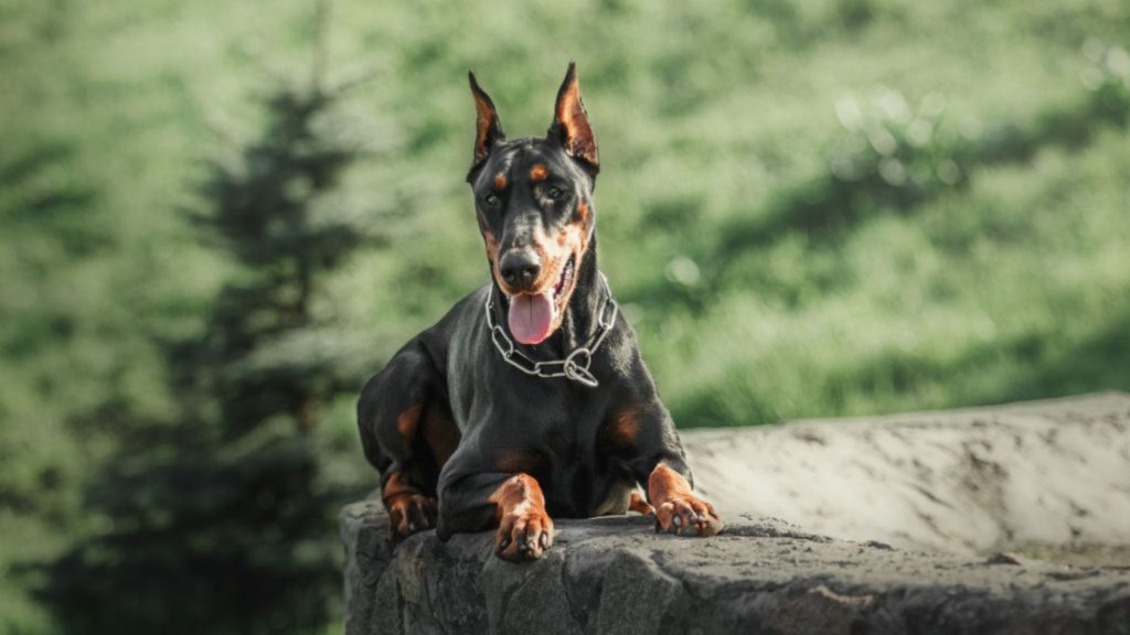 Most Dangerous Dog Breeds