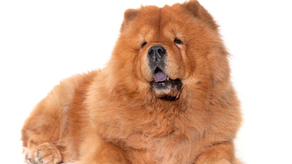 Most Dangerous Dog Breeds