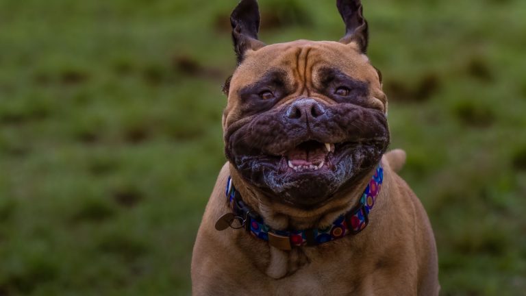 Close-up of a fierce dog with a broad face, one of the scariest dog breeds.