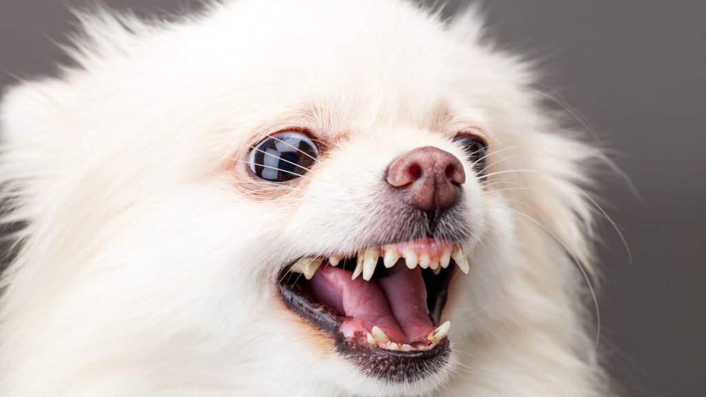 White Pomeranian with bared teeth showcasing its fierce expression, representing scariest dog breeds.