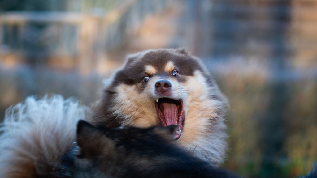 Close-up of a menacing dog with a fierce expression, scariest dog breeds.