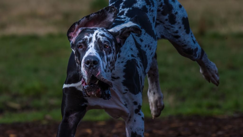 Scariest Dog Breeds - Ferocious Bulldog with intimidating expression.