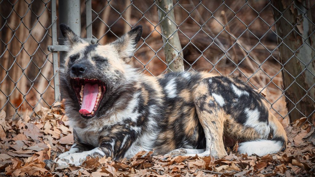 Scariest Dog Breeds: French Bulldog with an intimidating look.