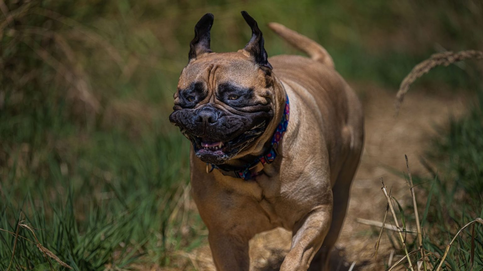 Top 10 Scariest Dog Breeds: Fearsome Canines You Should Know