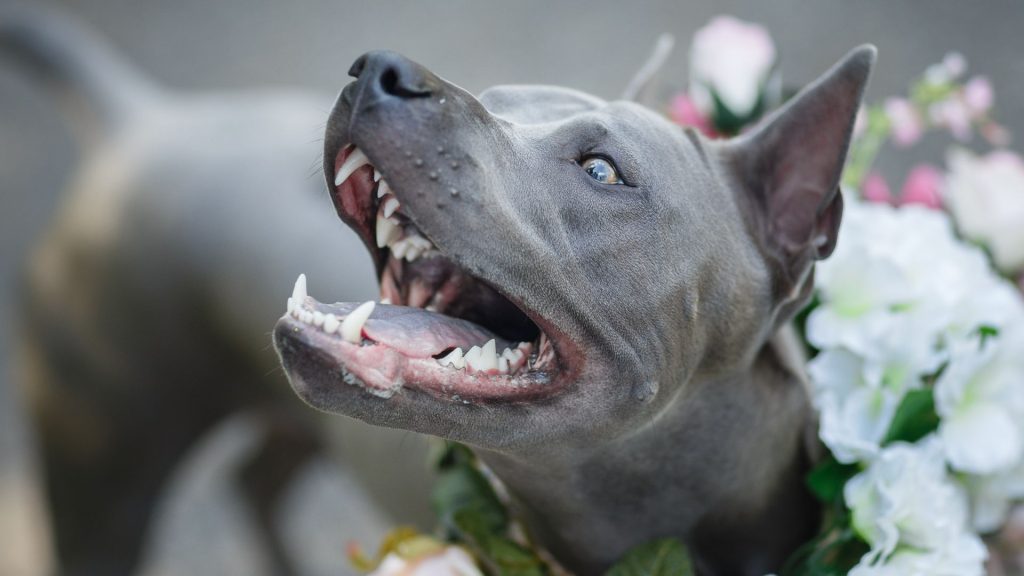 Close-up of a bulldog, one of the scariest dog breeds.